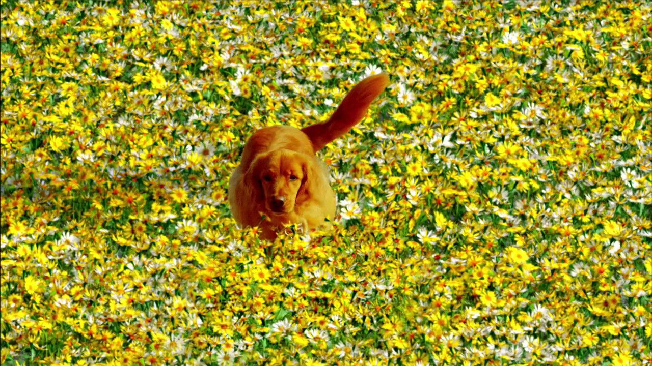 Pushing Daisies
