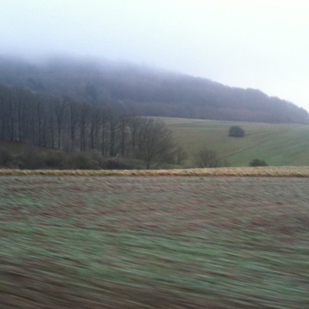 Nebel und Wald