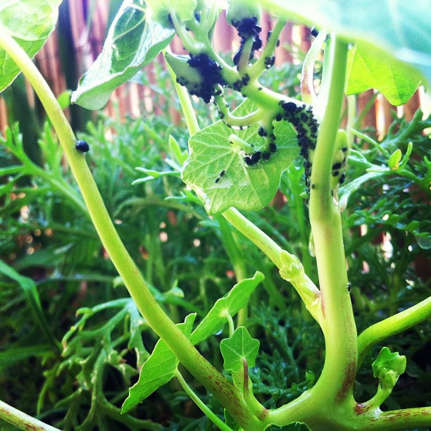 Erst Spiritus, dann Seifenlauge. Jetzt †. Hoffentlich.