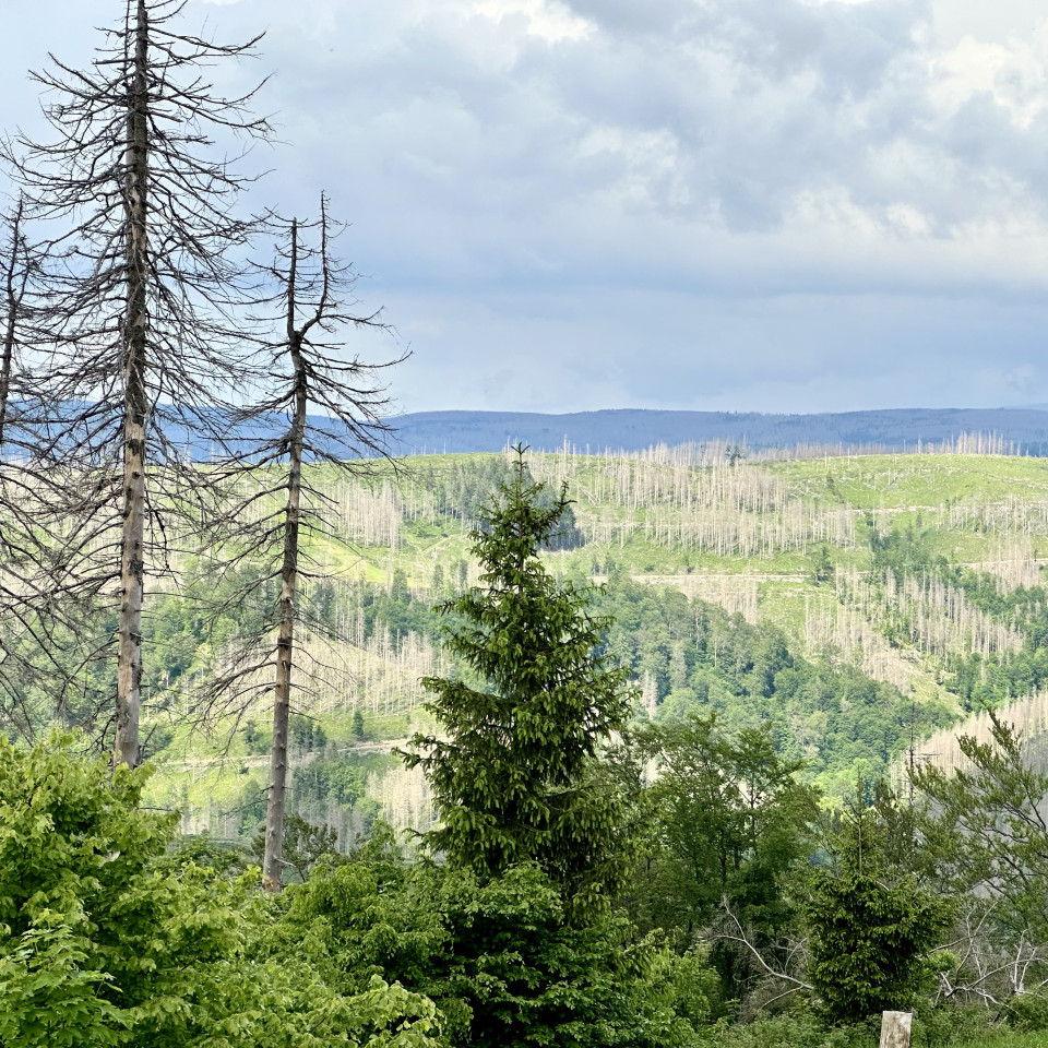 Neandertaler im #Harz🚶‍♂️🦴