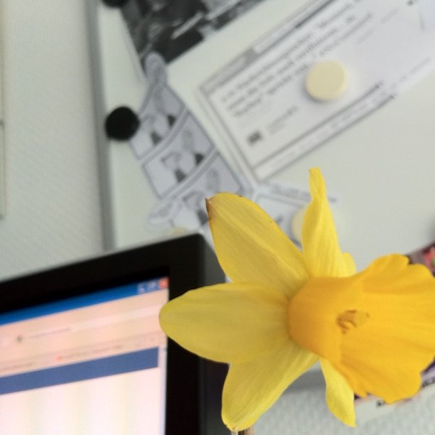 Pflanze vor Display und Whiteboard.