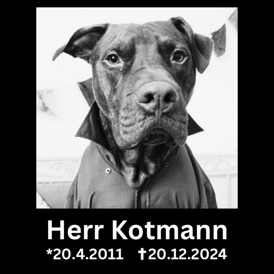 Wir vermissen dich, Cody. Mach’s gut. Wir denken bei jeder Möhre an dich, kleiner Stinker 💔