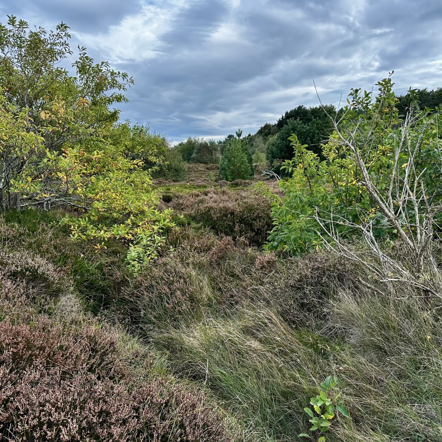 Heidelandschaft mit Gehölz und Pfad im Naturschutzgebiet Duhner Heide bei Cuxhaven.