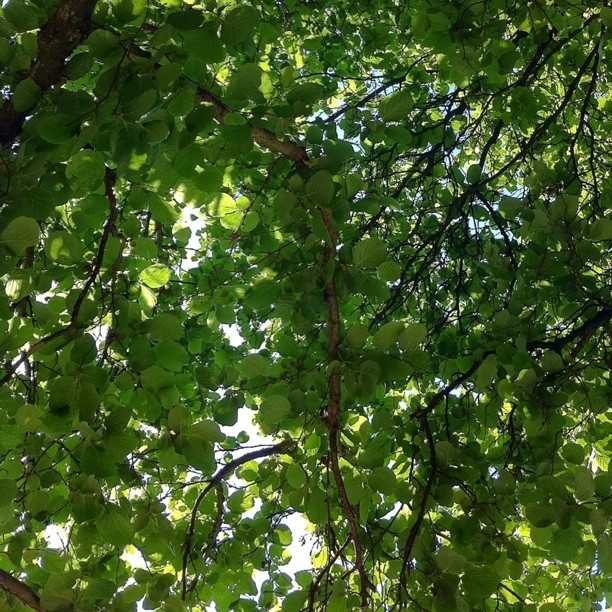 Haselnussbaumromantik.