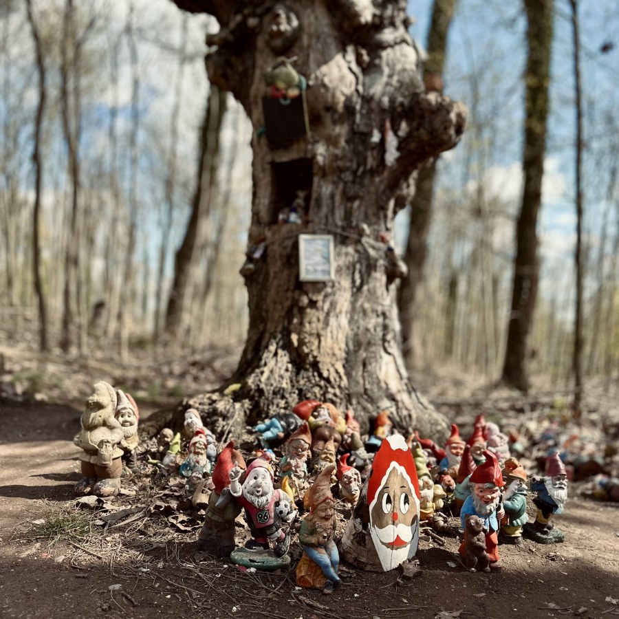 Eine Gruppe von Gartenzwergen steht um einen alten Baum im Wald.