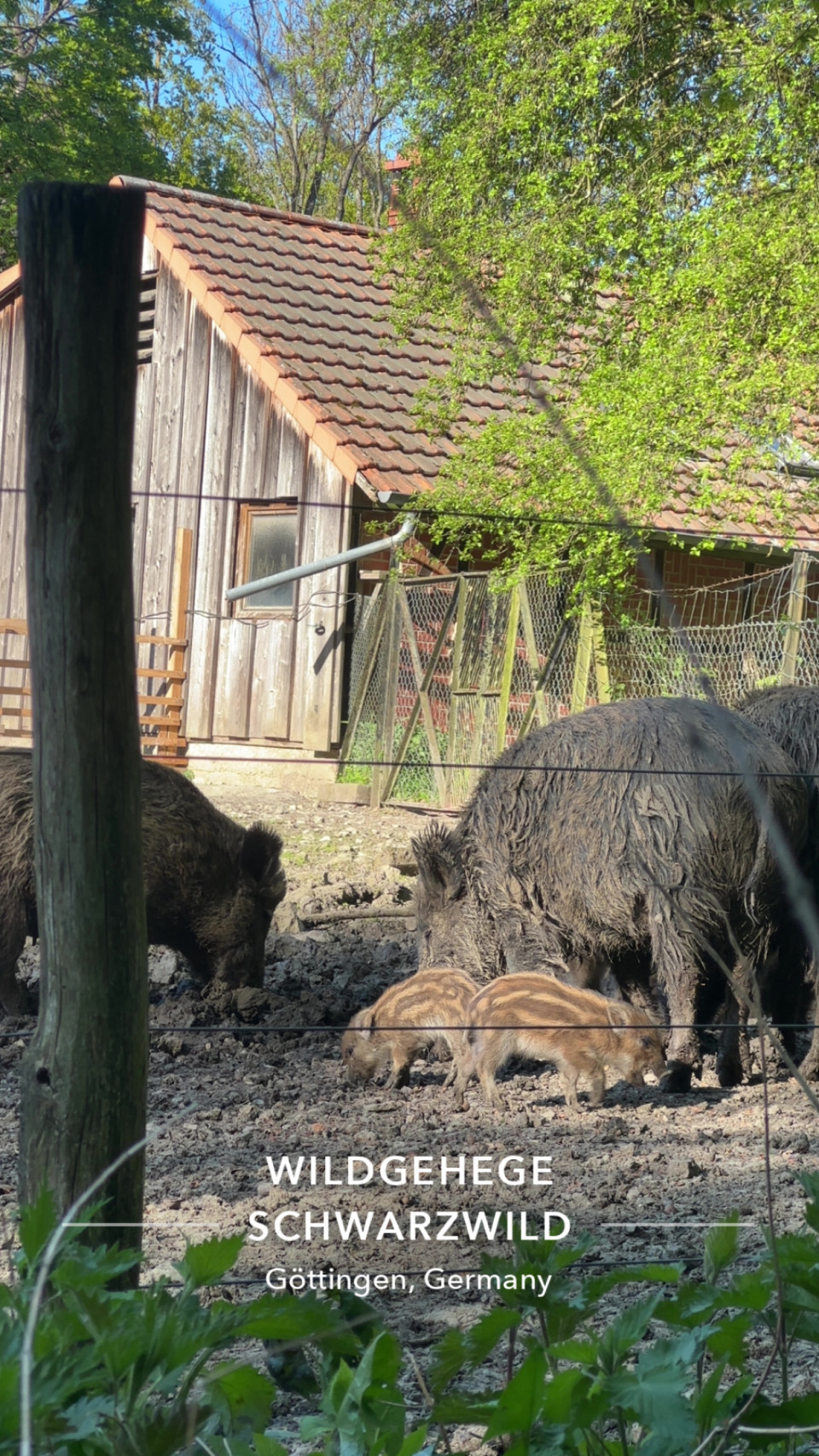 Wildgehege Wildschweine am 28. April 2026