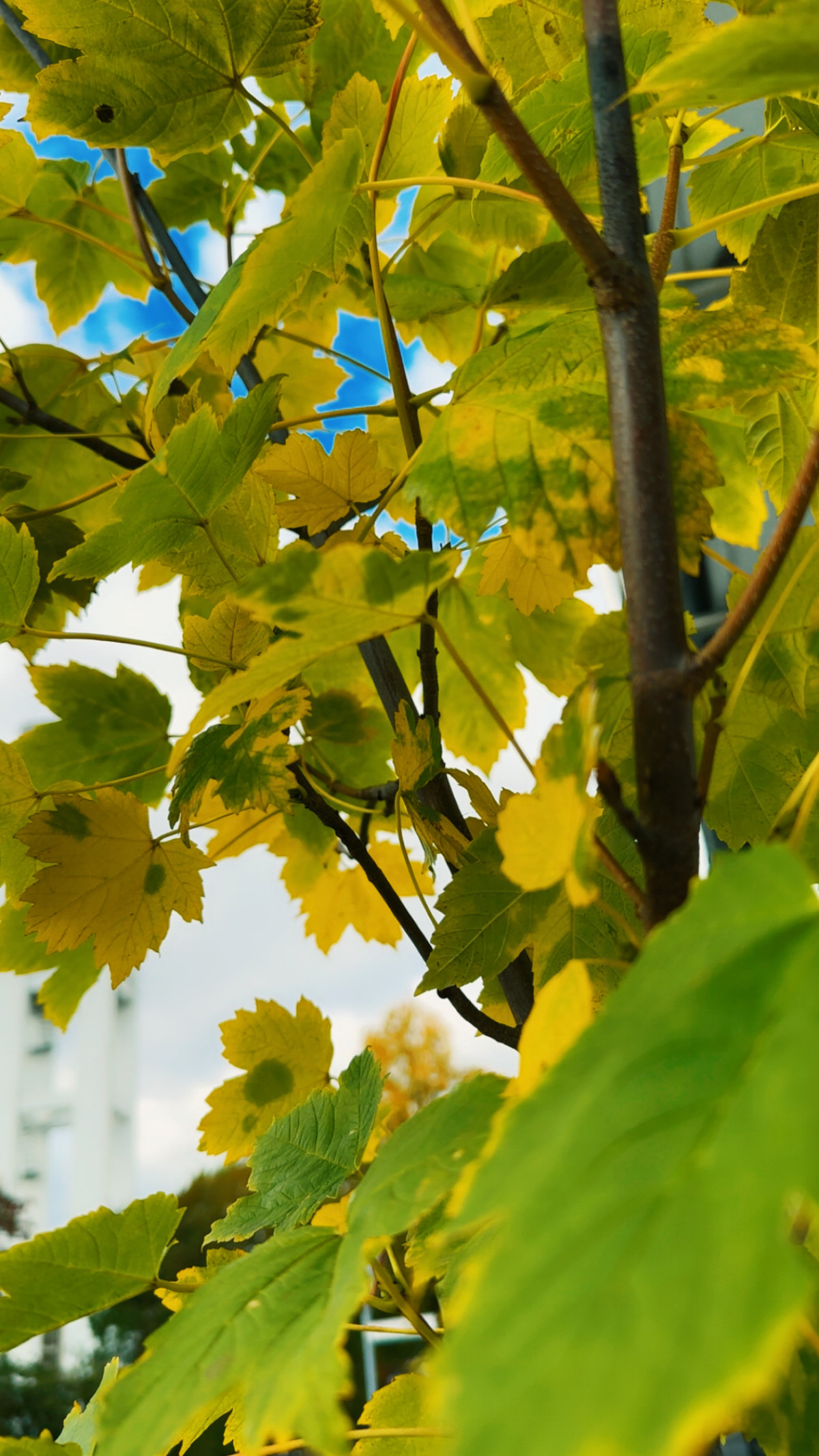 Geismar, Göttingen am 9. Oktober 2025