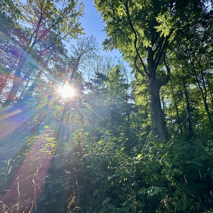 wald.jpeg