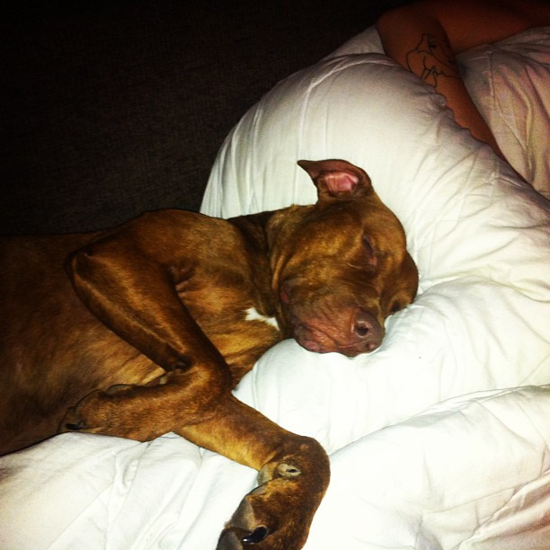 Das Ergebnis tausender Jahre Domestizierung #symbiose