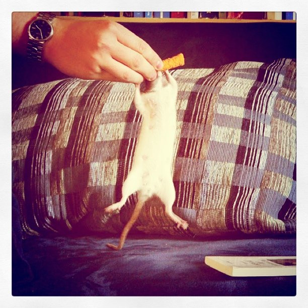 Gerade wiederentdeckt das Ratten-Pic. Ist sie nicht sooo süß?