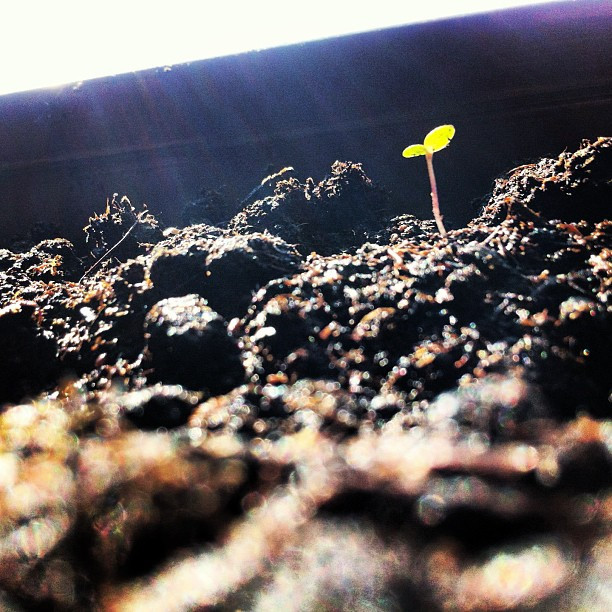 Es kömmt, es kömmt!